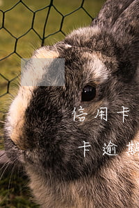 信用卡逾期五千怎么辦光大(有沒有光大信用卡逾期5萬的)