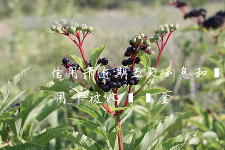 信用卡逾期五天利息和違約金追回(忘記還信用卡被收違約金)