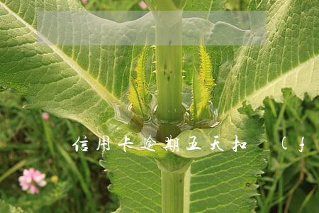 信用卡逾期五天扣費(fèi)六百多