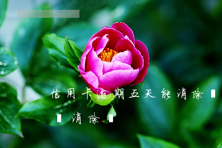 信用卡逾期五天能消除嗎(信用卡逾期五年后會消除嗎)