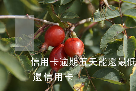 信用卡逾期五天能還最低還款嗎-逾期5天還信用卡