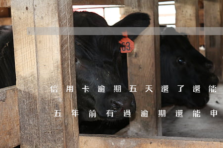 信用卡逾期五天還了還能繼續(xù)用嗎(五年前有過逾期還能申請(qǐng)信用卡嗎?)