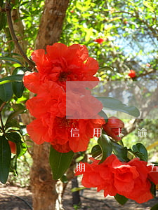信用卡逾期五天還能消除嗎(有沒有信用卡逾期記錄五年后還有的)