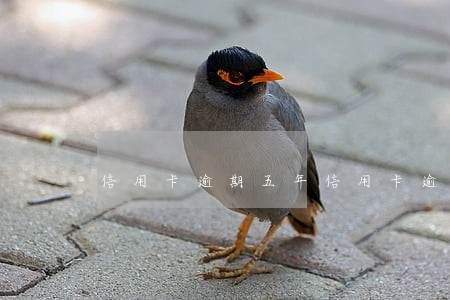 信用卡 逾期 五年(信用卡 逾期 五年)