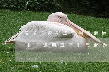 信用卡逾期五年利息超過(guò)本金(信用卡逾期五年利息超過(guò)本金怎么算)