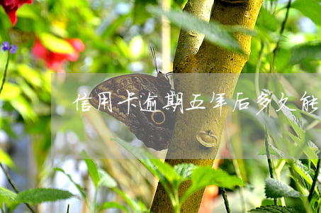 信用卡逾期五年后多久能恢復(fù)