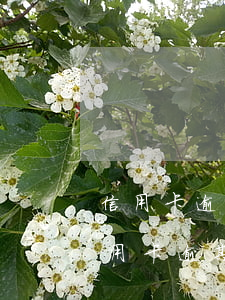 信用卡逾期五年我還清后怎么銷戶(停用的信用卡逾期還完了應該注銷嗎)