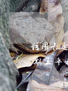 信用卡逾期五年未還能否只還本金(信用卡逾期五年未還能否只還本金)