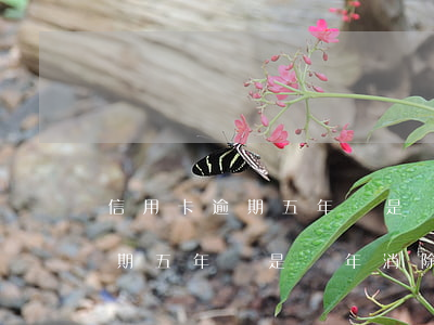 信用卡逾期五年還是兩年消除記錄（信用卡逾期五年還是兩年消除）