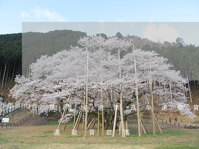 信用卡逾期五年還能貸款嗎(信用卡逾期五年還能貸款嗎)