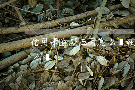 信用卡逾期五月怎么還款（信用卡逾期五月怎么還）