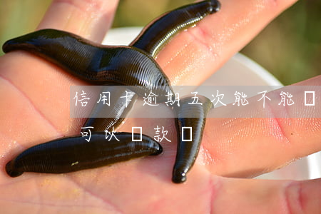信用卡逾期五次能不能貸款(信用卡逾期3次可以貸款嗎)