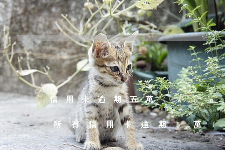 信用卡逾期五萬(wàn)以下屬于民事 是所有信用卡逾期5萬(wàn)以上還是單獨(dú)