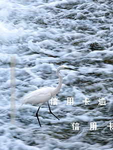 信用卡逾期五萬(wàn)是總額還是單張-信用卡逾期五萬(wàn)是總額還是單張額度
