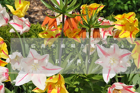 信用卡逾期五萬(wàn)逾期70天(欠信用卡五十萬(wàn)逾期了)
