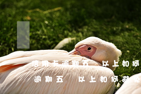 信用卡逾期五萬以上如何避免坐牢-信用卡逾期五萬以上如何避免坐牢呢
