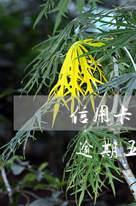 信用卡逾期五萬以下銀行會起訴嗎-信用卡逾期五萬以下銀行會起訴嗎知乎