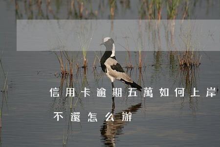 信用卡逾期五萬如何上岸(信用卡逾期五千多不還怎么辦)
