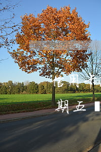 信用卡逾期五萬是指單張卡還是-信用卡逾期五萬是指單張卡還是多張卡