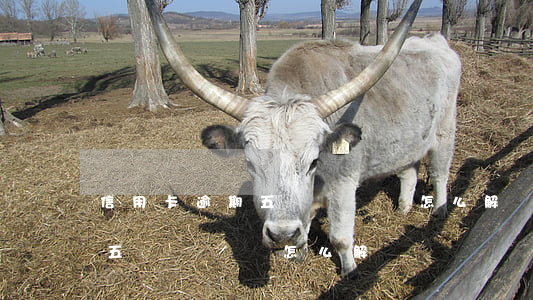 信用卡逾期五萬沒錢還怎么解決(信用卡逾期五萬沒錢還怎么解決)