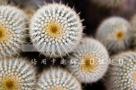 信用卡逾期五萬被起訴了怎么辦