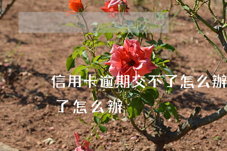 信用卡逾期交不了怎么辦(信用卡沒注意逾期了怎么辦)