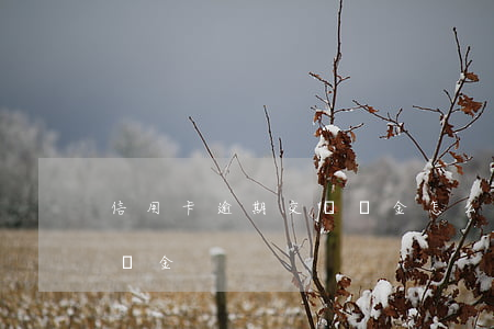 信用卡逾期交滯納金怎么算(信用卡 違約金 滯納金)