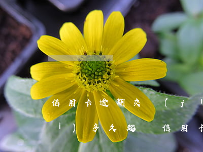 信用卡逾期交經(jīng)偵大隊(duì)多久起訴(信用卡逾期交經(jīng)偵大隊(duì)多久起訴)