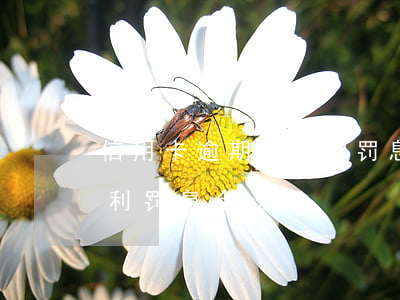 信用卡逾期产生的罚息复利合法吗-银行复利罚息合法吗