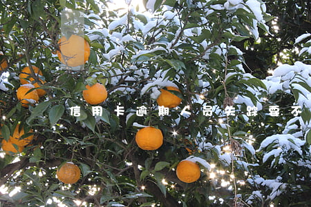 信用卡逾期人员失踪要不要父母还