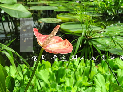 信用卡逾期人在看守所怎么辦