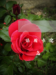 信用卡逾期什么情況會被失信(欠信用卡逾期會怎樣)