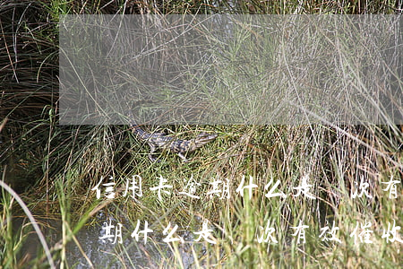 信用卡逾期什么是兩次有效催收-信用卡逾期什么是兩次有效催收的