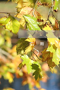 信用卡逾期什么時(shí)候扣