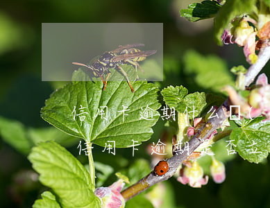 信用卡逾期什么時(shí)候立案 怎么查信用卡逾期是否立案了