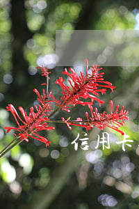 信用卡逾期什么時候變成呆賬