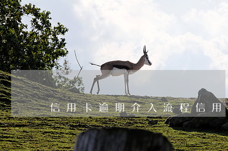 信用卡逾期介入流程(信用卡逾期)