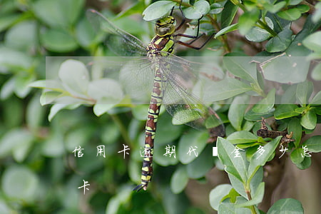 信用卡逾期代納金多少(怎么代還逾期的信用卡)