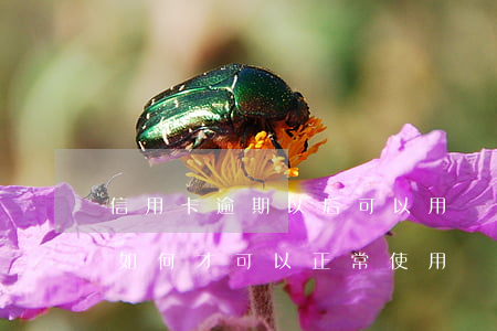 信用卡逾期以后可以用嗎(逾期以后的信用卡如何才可以正常使用)