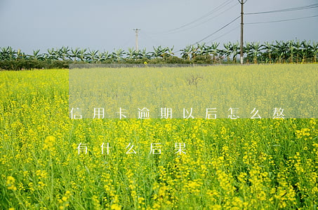 信用卡逾期以后怎么熬過來(欠信用卡逾期會有什么后果)