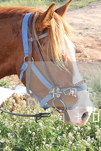 信用卡逾期以后把款還完還能用嗎(逾期的信用卡還進(jìn)去還能用嗎)