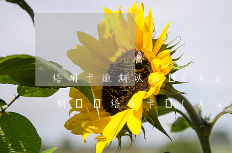 信用卡逾期以后會(huì)降額度嗎(有逾期記錄信用卡會(huì)降額嗎)