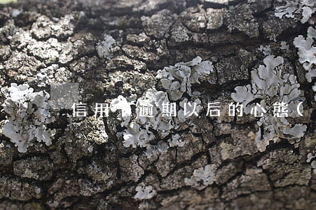 信用卡逾期以后的心態(tài)崩潰