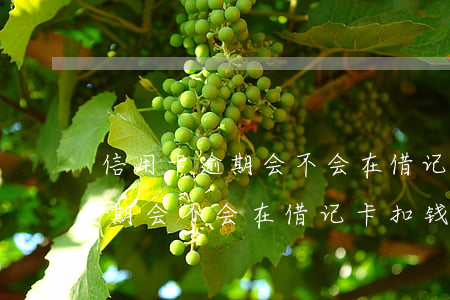 信用卡逾期会不会在借记卡扣钱-信用卡逾期会不会在借记卡扣钱呢