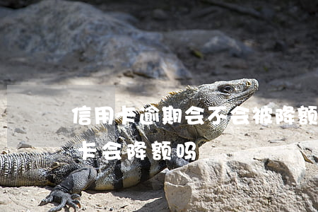 信用卡逾期会不会被降额度(有逾期记录信用卡会降额吗)