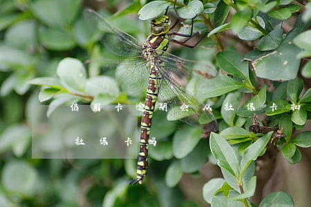 信用卡逾期会从社保卡扣钱么(贷款逾期影响社保卡吗)