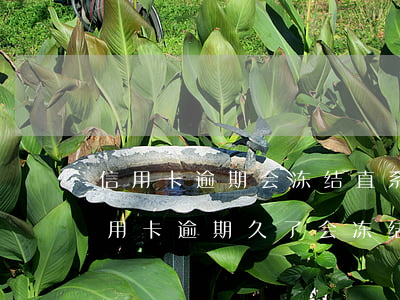 信用卡逾期会冻结直系亲属的卡吗(贷款及信用卡逾期久了会冻结名下所有卡吗)