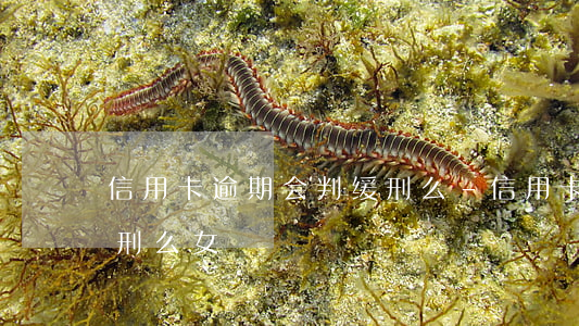 信用卡逾期会判缓刑么-信用卡逾期会判缓刑么女