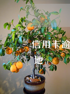 信用卡逾期会去户籍老家吗(逾期会联系户籍地?)