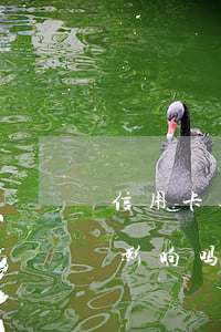 信用卡逾期会影响到离婚吗(离婚对信用卡有影响吗)